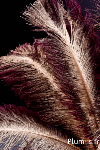 Struis met gouden schacht – 30-40 cm – natuurlijk grijs-bordeaux